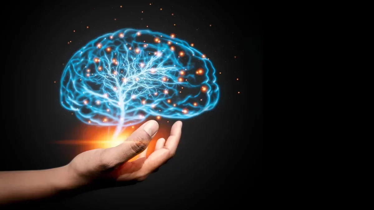 Нови прозорци в развитието на мозъка: Разкрития за ролята на твърдостта на тъканите