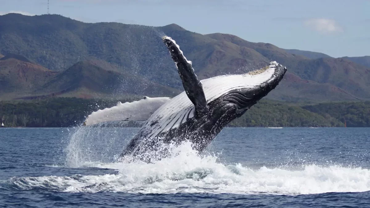 Развиващите се динамики на бащинството при гърбати китове